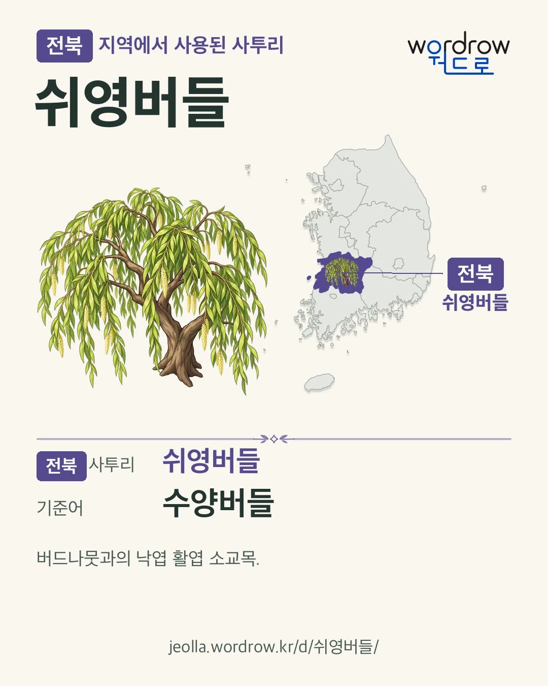 전북 지역에서 사용된 사투리 ‘쉬영버들’. 기준어: 수양버들. 기록 지역을 표시한 카툰 삽화와 지도 카드.