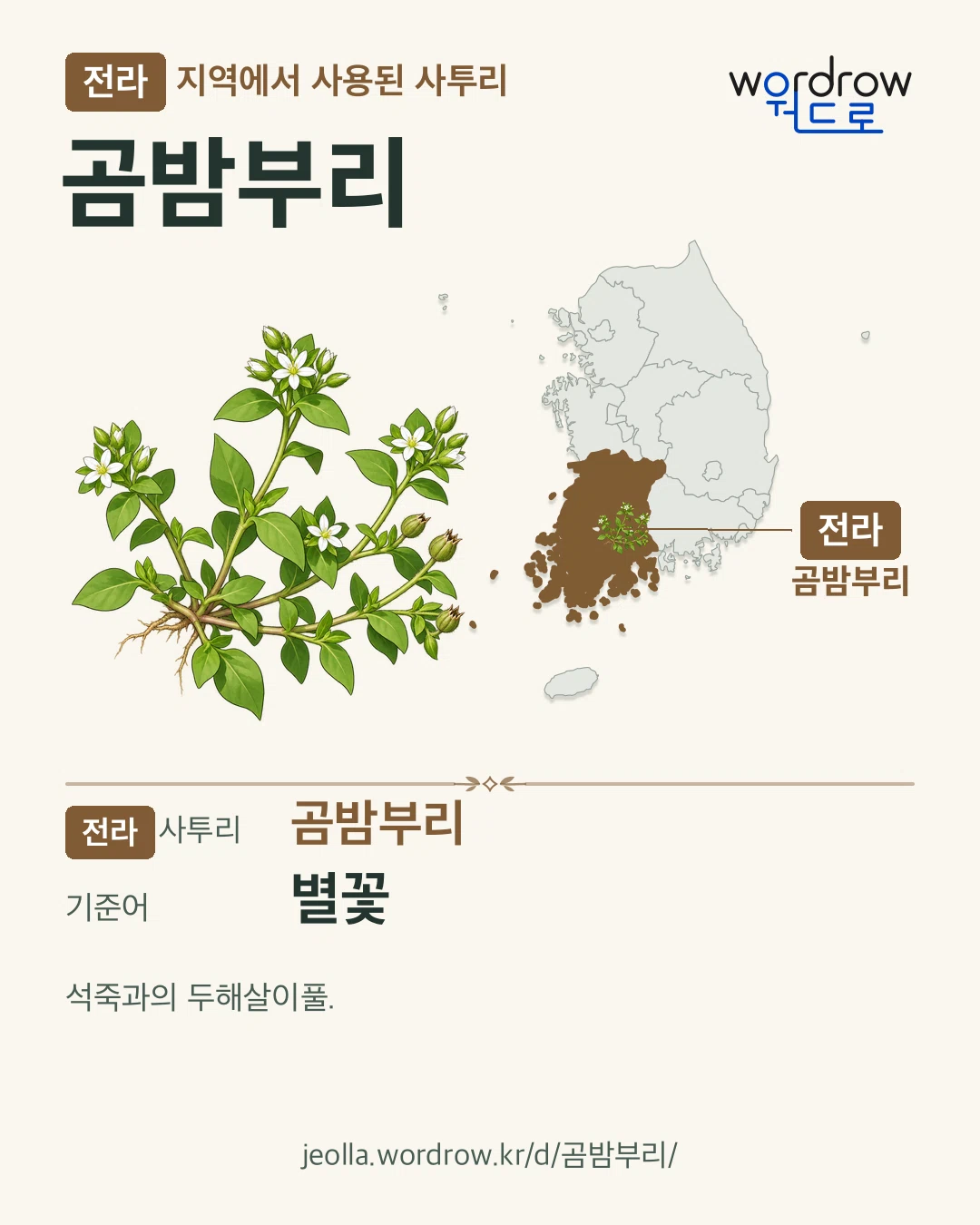 전라 지역에서 사용된 사투리 ‘곰밤부리’. 기준어: 별꽃. 기록 지역을 표시한 카툰 삽화와 지도 카드.
