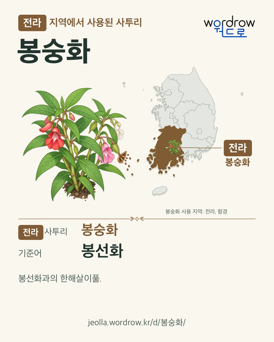 전라 지역에서 사용된 사투리 ‘봉숭화’. 기준어: 봉선화. 기록 지역을 표시한 카툰 삽화와 지도 카드.