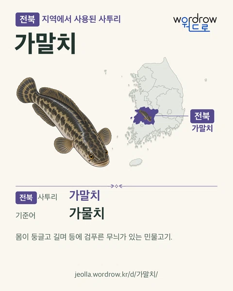전북 지역에서 사용된 사투리 ‘가말치’. 기준어: 가물치. 기록 지역을 표시한 카툰 삽화와 지도 카드.
