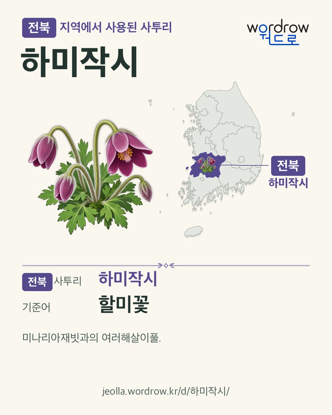 전북 지역에서 사용된 사투리 ‘하미작시’. 기준어: 할미꽃. 기록 지역을 표시한 카툰 삽화와 지도 카드.