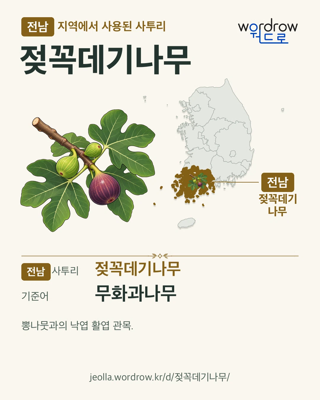 전남 지역에서 사용된 사투리 ‘젖꼭데기나무’. 기준어: 무화과나무. 기록 지역을 표시한 카툰 삽화와 지도 카드.