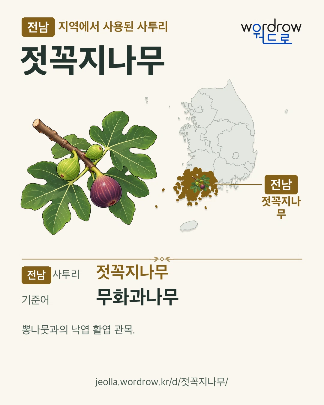 전남 지역에서 사용된 사투리 ‘젓꼭지나무’. 기준어: 무화과나무. 기록 지역을 표시한 카툰 삽화와 지도 카드.