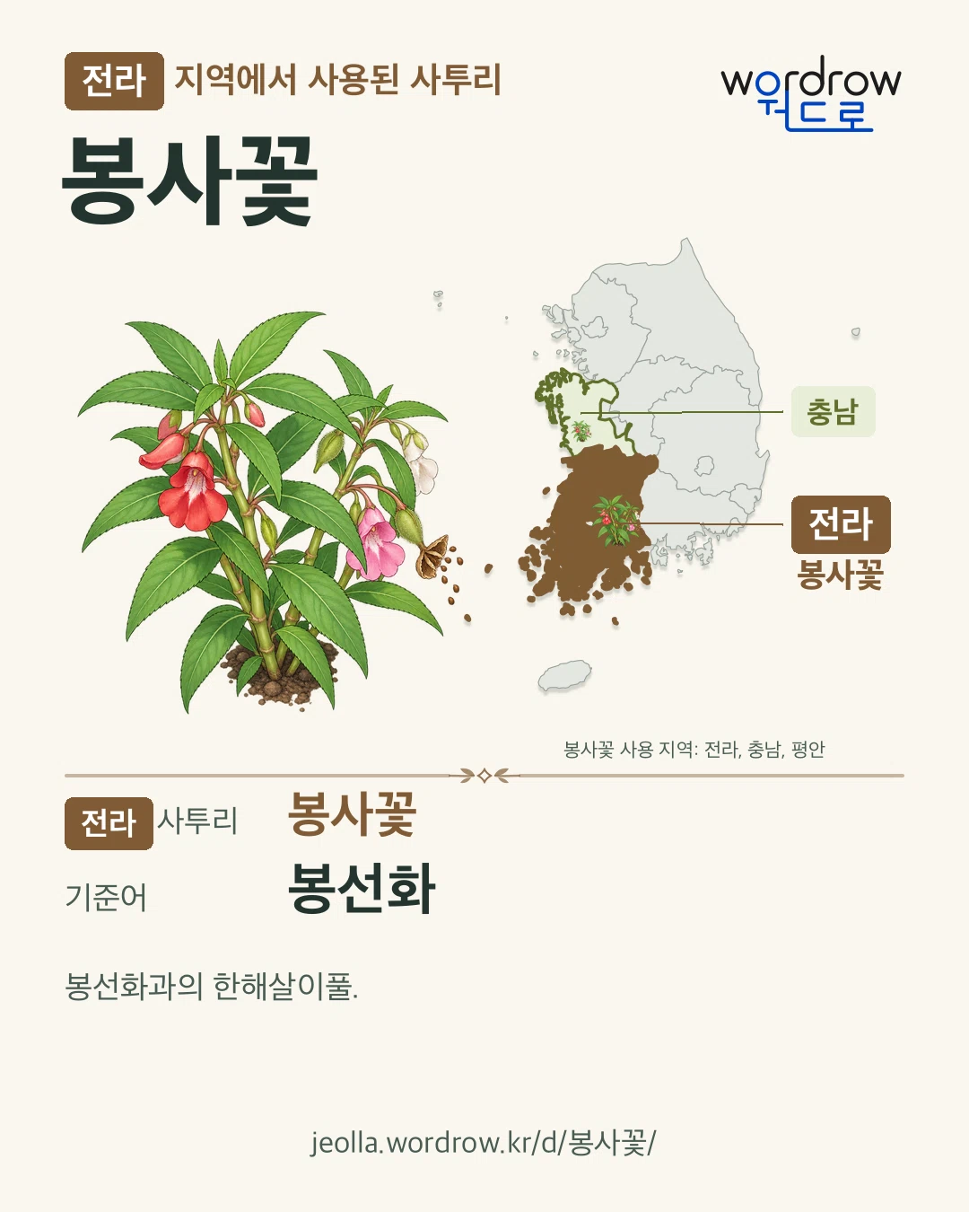 전라 지역에서 사용된 사투리 ‘봉사꽃’. 기준어: 봉선화. 기록 지역을 표시한 카툰 삽화와 지도 카드.