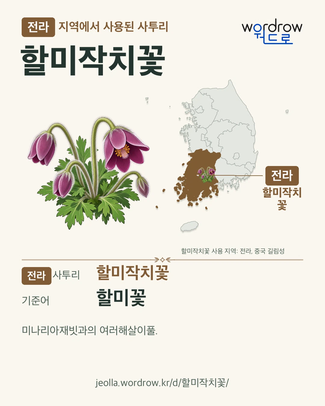 전라 지역에서 사용된 사투리 ‘할미작치꽃’. 기준어: 할미꽃. 기록 지역을 표시한 카툰 삽화와 지도 카드.