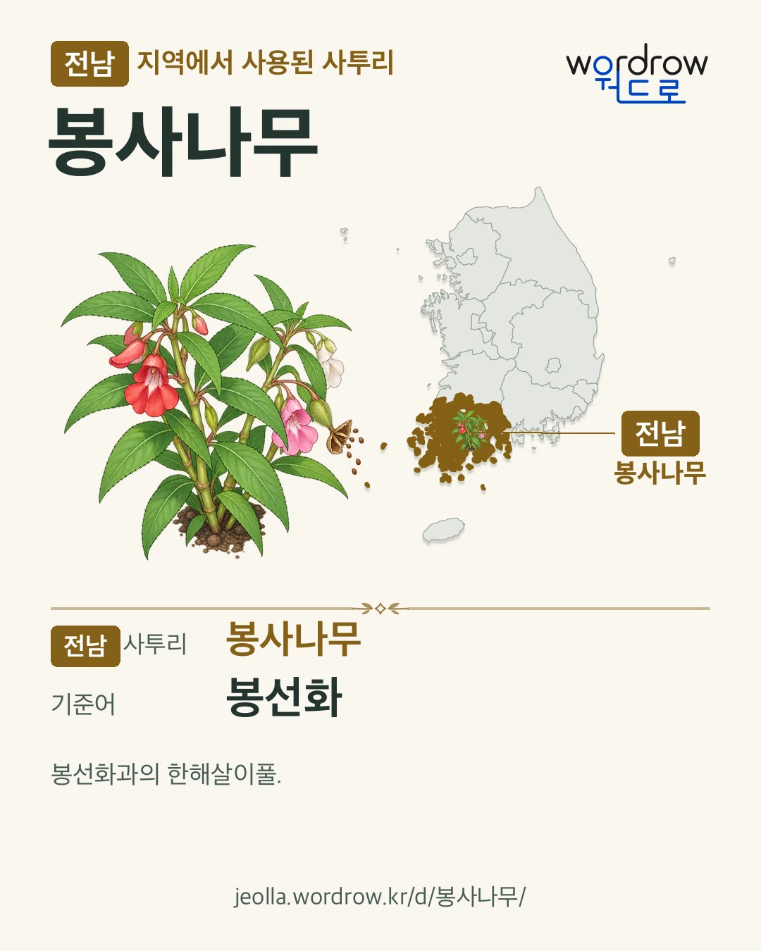 전남 지역에서 사용된 사투리 ‘봉사나무’. 기준어: 봉선화. 기록 지역을 표시한 카툰 삽화와 지도 카드.