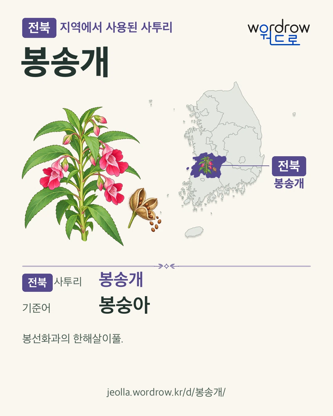 전북 지역에서 사용된 사투리 ‘봉송개’. 기준어: 봉숭아. 기록 지역을 표시한 카툰 삽화와 지도 카드.