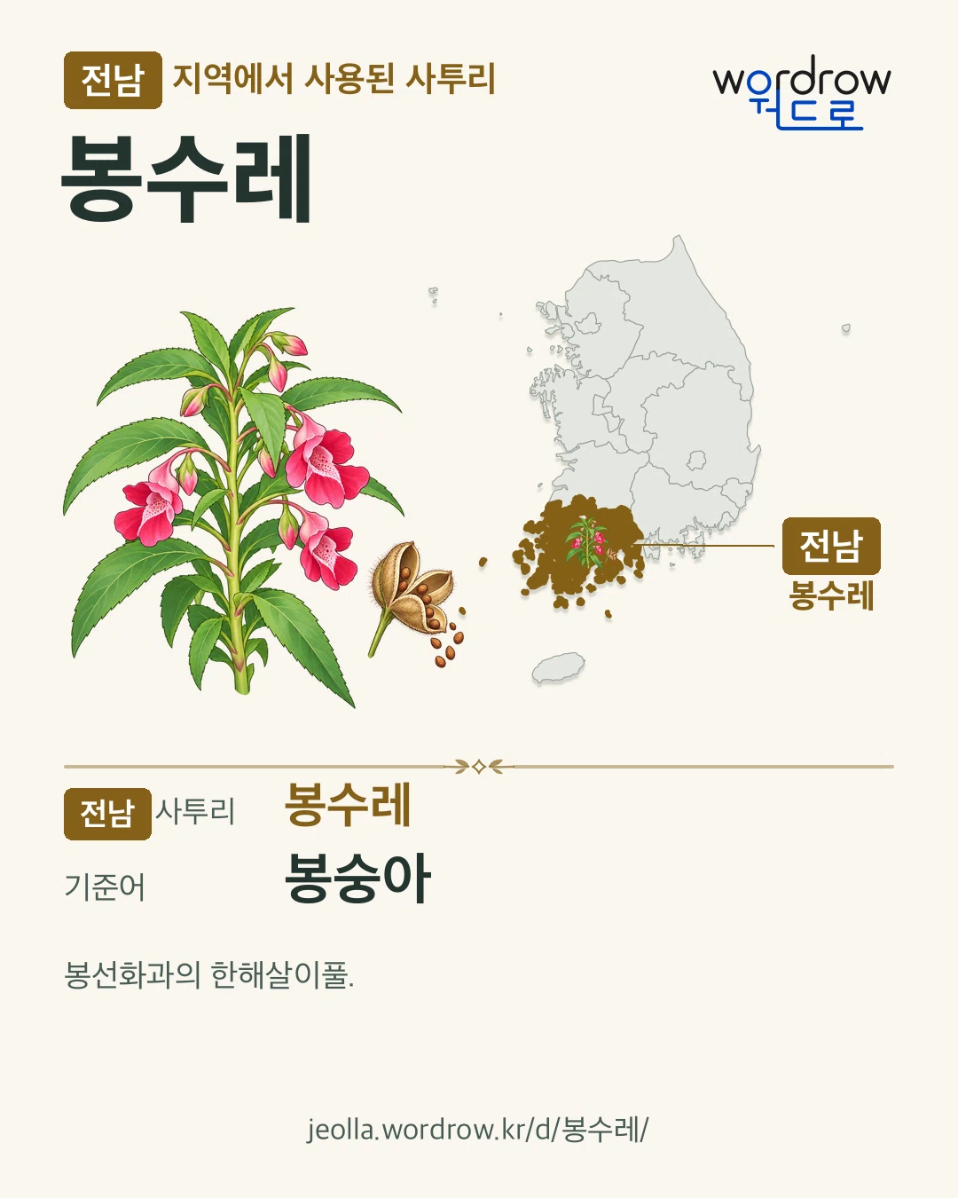 전남 지역에서 사용된 사투리 ‘봉수레’. 기준어: 봉숭아. 기록 지역을 표시한 카툰 삽화와 지도 카드.