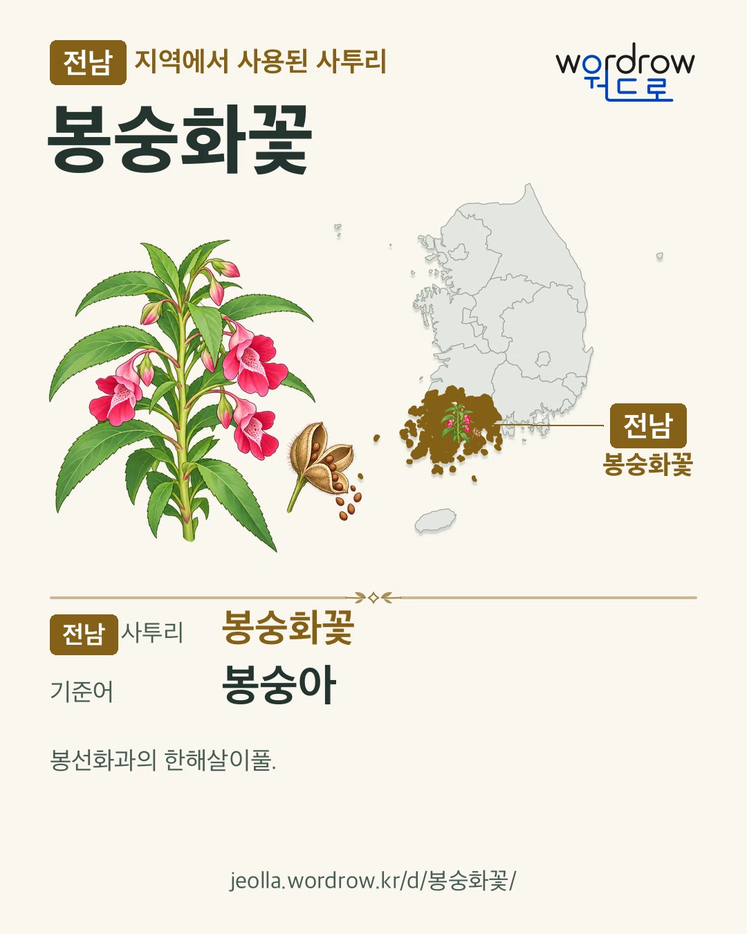 전남 지역에서 사용된 사투리 ‘봉숭화꽃’. 기준어: 봉숭아. 기록 지역을 표시한 카툰 삽화와 지도 카드.