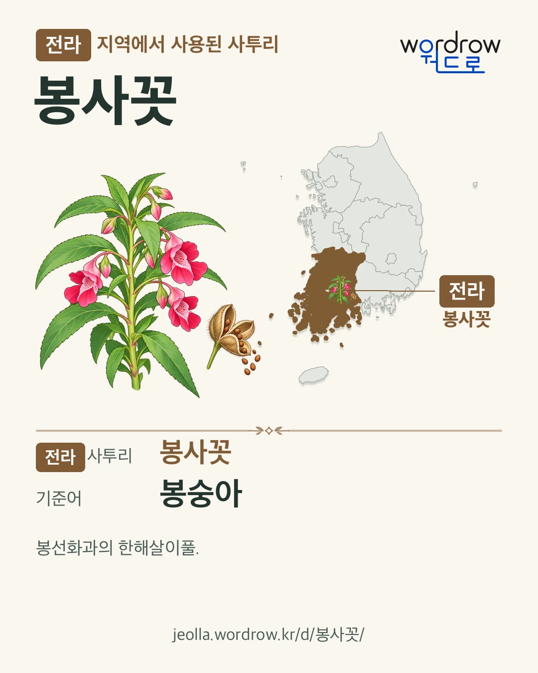 전라 지역에서 사용된 사투리 ‘봉사꼿’. 기준어: 봉숭아. 기록 지역을 표시한 카툰 삽화와 지도 카드.